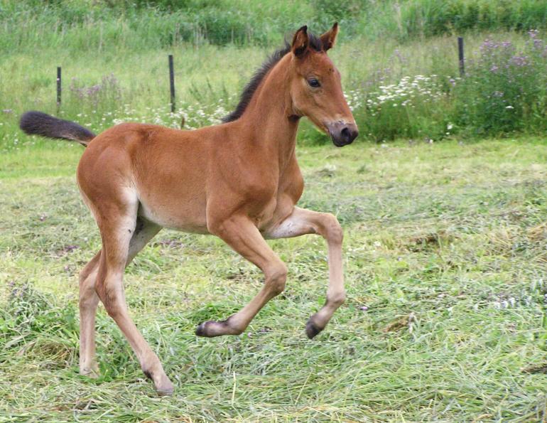  nursing foals, weaning a foal, foal nutrition, mare nutrition, feeding a foal, foal feeding, robin duncan, creep feeding, stall weaning, horse forage, horse hay