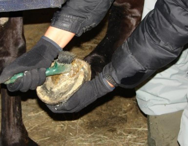 Proper Hoof Care