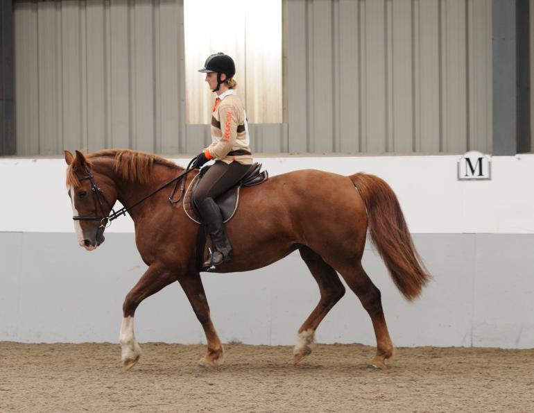 Get Lazy Horse Move Forward, Jane Savoie, 6 steps horse driving aids, lazy horse, forward horse, energetic horse, horse training, dressage horse, Jane Savoie, dressage training, horse riding aids, sensitize horse