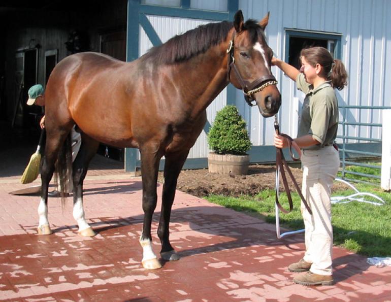 equine business, horse business, equine ad design, horse ad design, herbs for horses, redmond rock, we cover, gardner fence, canadian horse journal, horsejournals.com, andis horse clippers