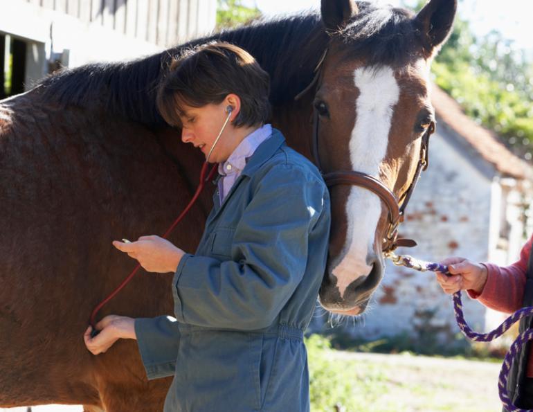 equine heart, horse heart, equine arrhythmia, equine death, horse death, horse arrhythmia,  equine systemic, equine myocardial