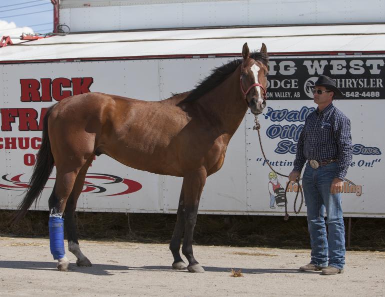 Shipping Fever during horse trailering.