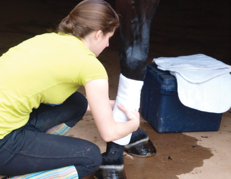 bandaging the hock, equine first aid, sounded horse, equine injury, horse wound, horse shipping bandages, equi-health canada