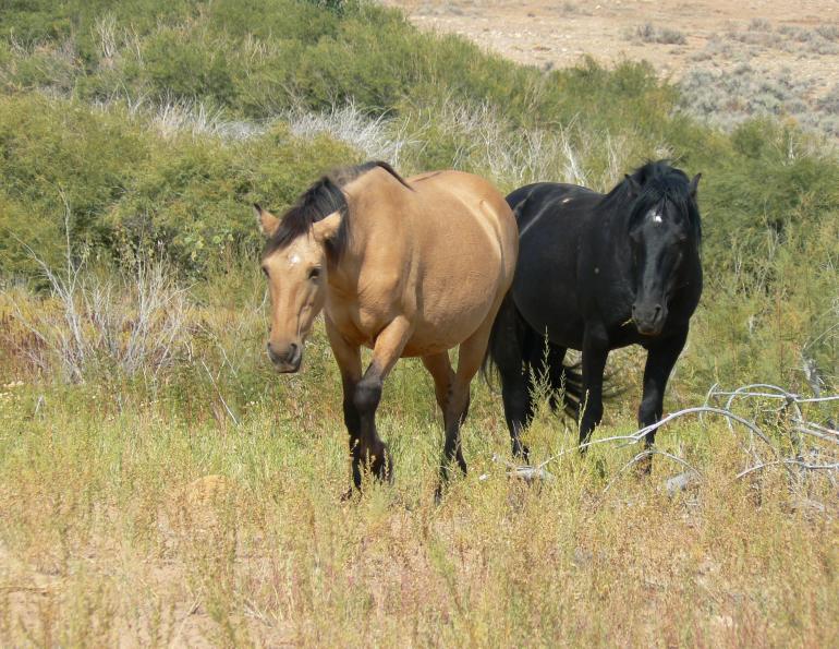 Wild Horse Management PZP Immunizations Equine Health