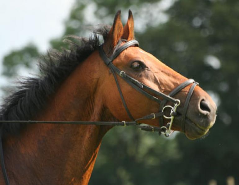 Choosing the Right Bit for Your Horse