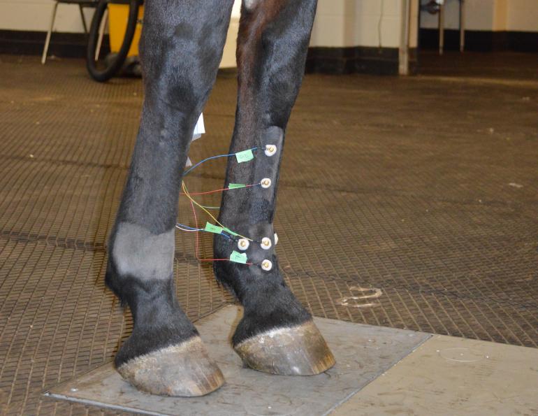 equine fetlock, fetlock injuries, equine lameness, electroarthrography, eag, mark hurtig, ontario veterinary college, equine guelph, university of guelph, Jackie Bellamy