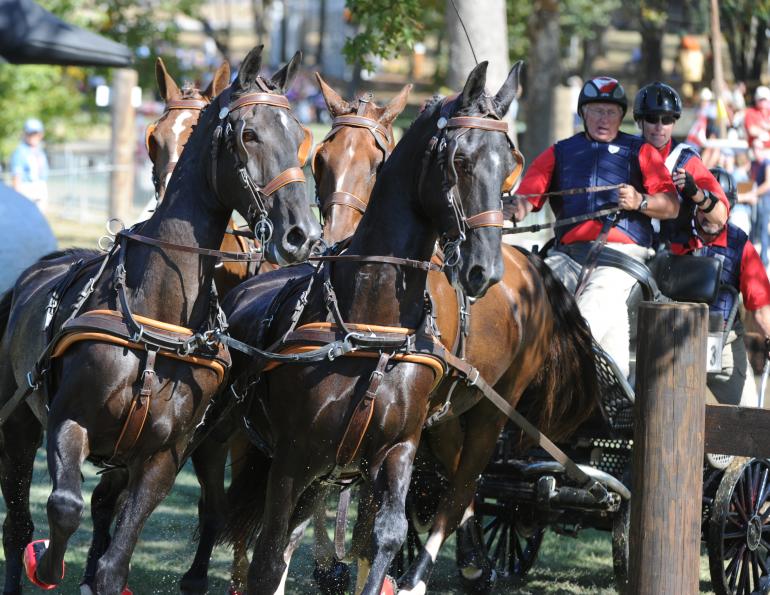 At the 2010 Alltech FEI World Equestrian Games, Darryl Billings placed 22nd in the Four-in-Hand Driving competition.