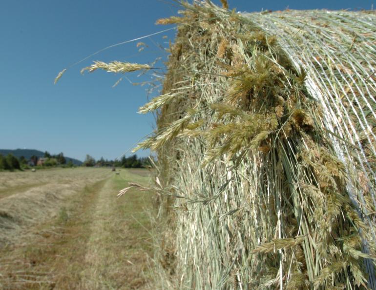 hay testing for horses, forage analysis horse hay, how to sample hay, horse hay quality, equine nutrition forage testing, hay nutrient analysis, buying hay for horses, horse forage management, testing hay for nutrients