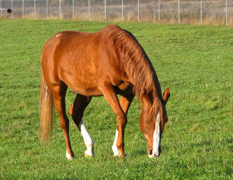 How to Make Your Horse's Coat Shine
