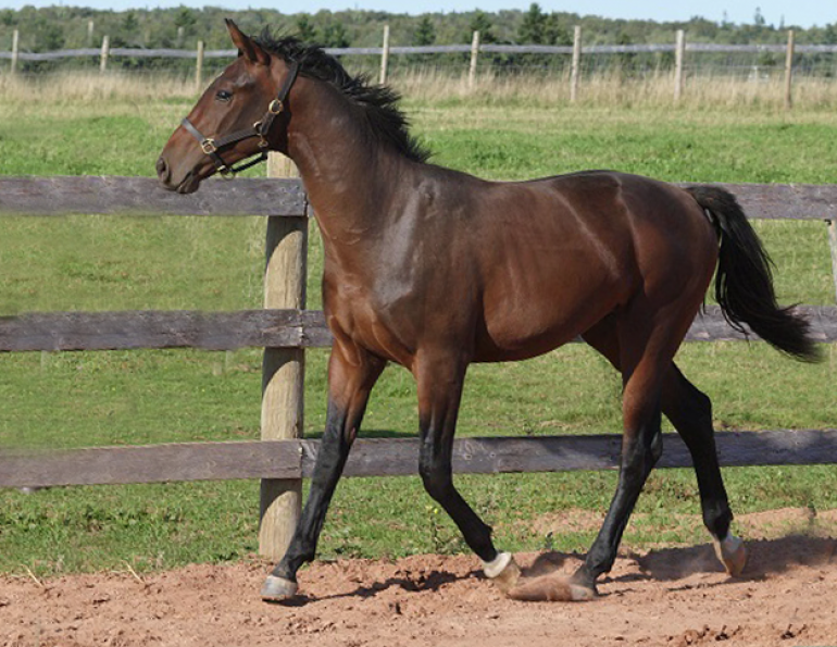 cryptochid stallion dr juan samper breeding stallion