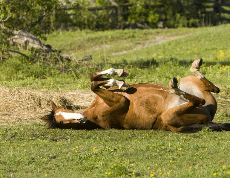Feeding for Happy Horse Feet