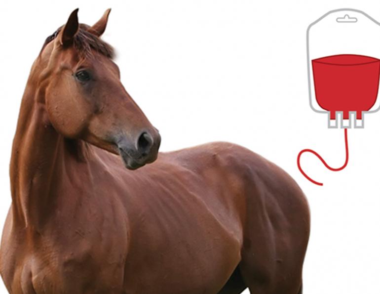 Blood Transfusions for Horses, equine surgery, horse colic, David Paton, Paton Martin Veterinary Services