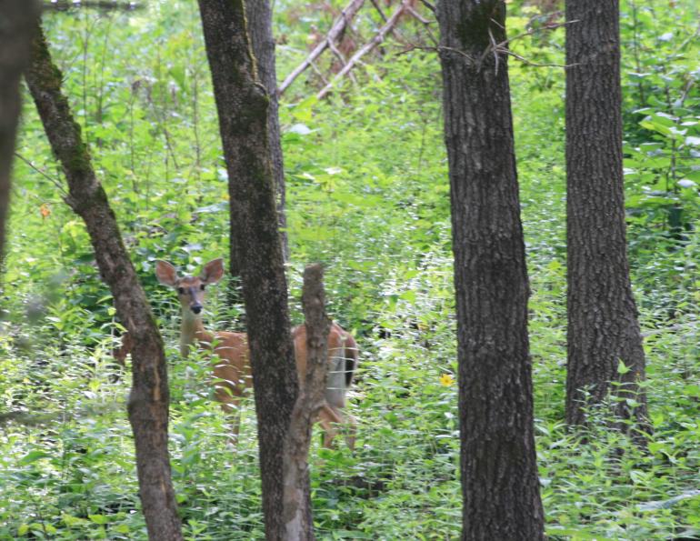 despooking horse, preparing a horse for the trail, backcountry horse riding, horse is spooky, de-spooking exercises horses, how to keep horse calm, stan walchuk