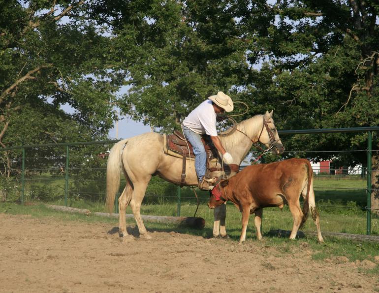 how to break a horse, how to school a horse, will clinging, how to create a bombproof horse