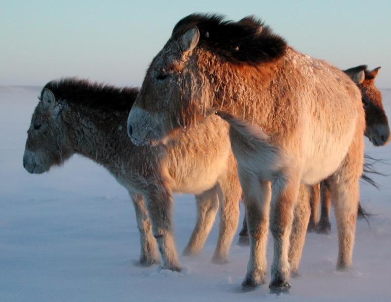przewalski horse