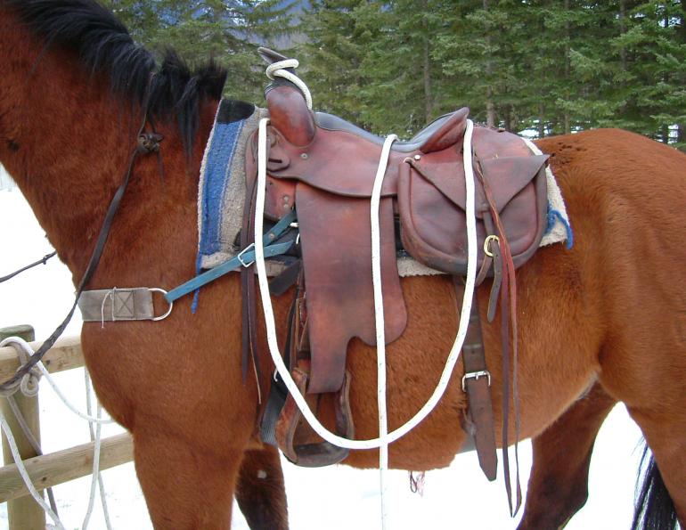 best saddle trail ride, choosing saddle riding horses, horseback riding saddle, stan walchuk