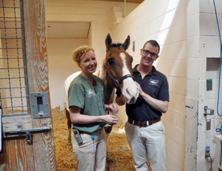 Northstar, Burned Horse, Horse skin graft, samuel hurcombe, ohio state university, galbreath Equine Center, horse rescue, horse burns