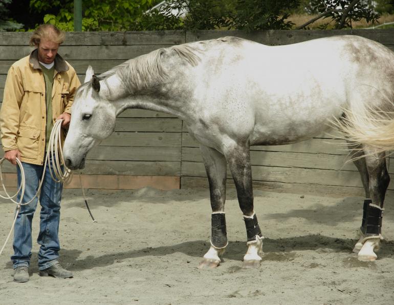 Horse Personality Profiling