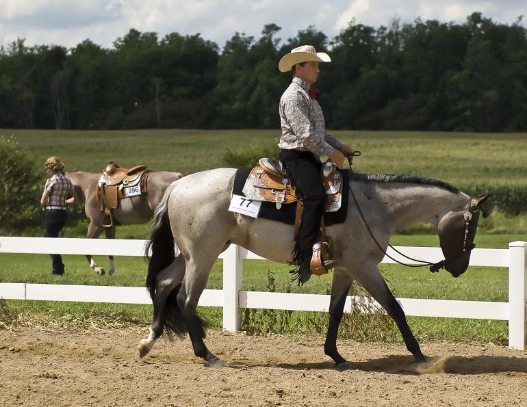 Shaping Your Horse's Canter, how to develop a nice canter, how to canter a horse, lindsay grice, horse crosses leg behind, horse won't canter