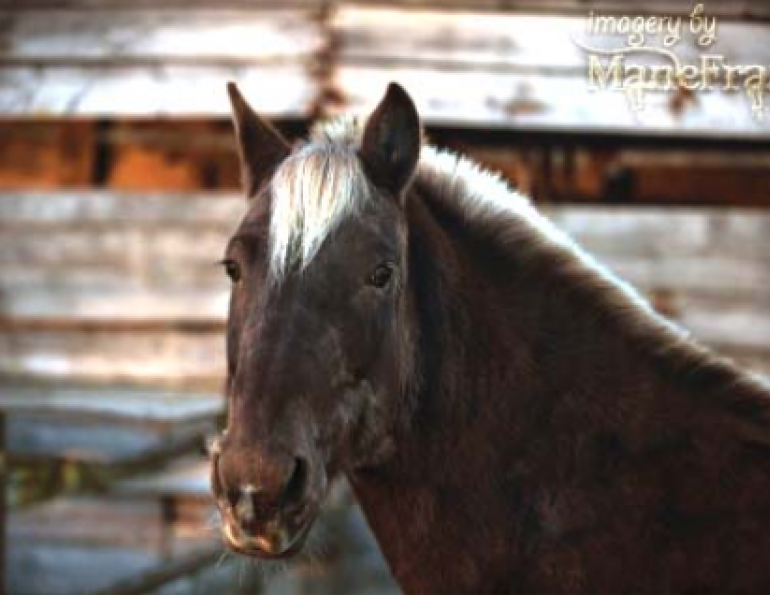 Circle F Horse Rescue, Kevan Garecki, rescue horse, sable horse, rocky mountain horse