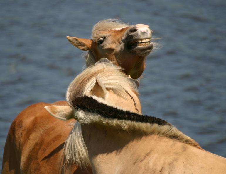 horser discipline tactics, understanding horse behaviour, understanding different horse temperaments, disciplining your horse