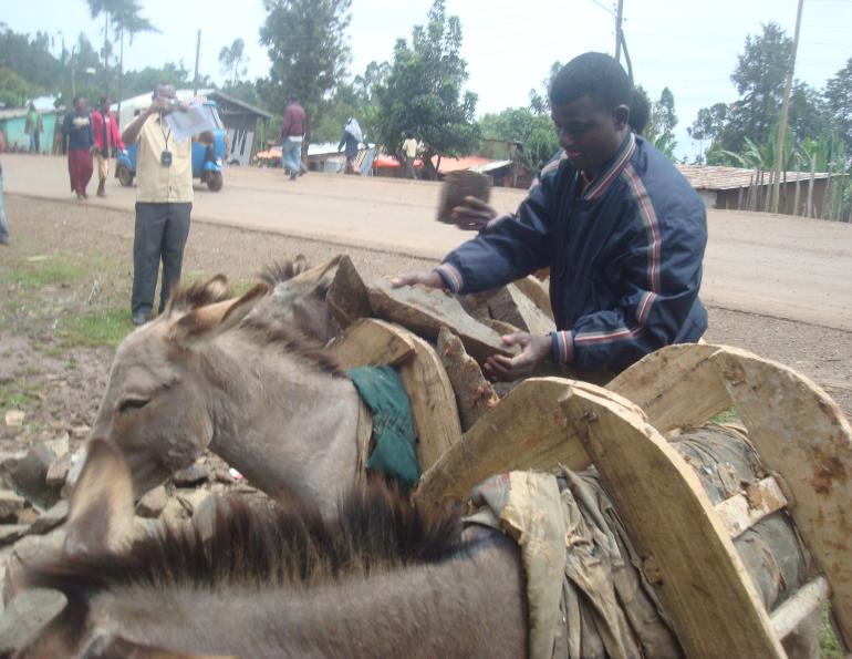 brooke hospital for animals, working equines, helping working animals
