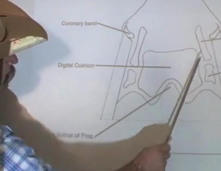Function of the Equine Hoof