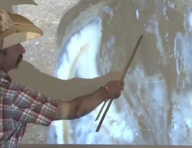 Thrush in the Equine Hoof