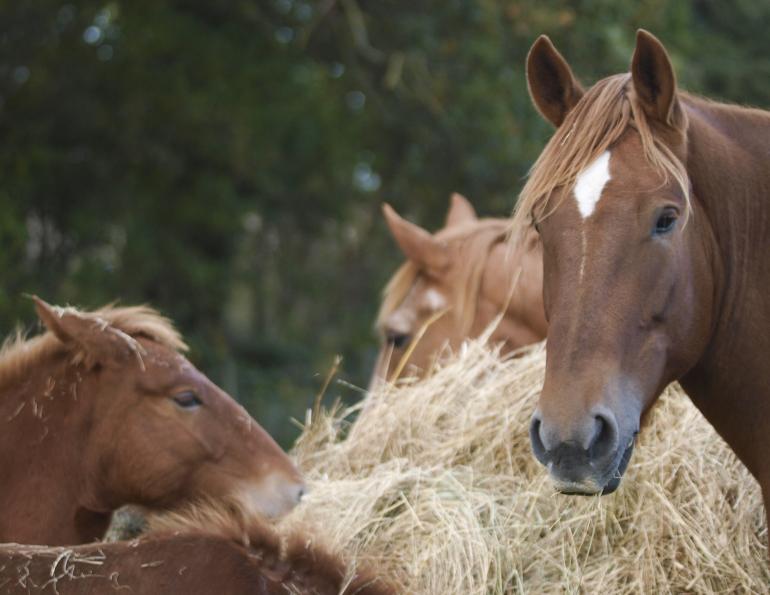 horse ulcers, juliet getty, equine ulcers, free choice forage feeding, horse digestion, beet pulp, hindgut microbial population, vitamin b horse