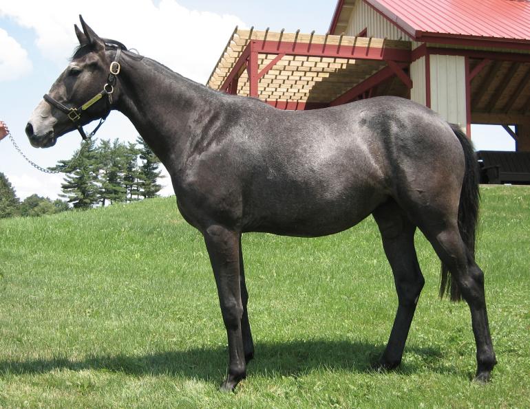 horse genome project, gene mutations horses, respiratory illness horses, equine chromosones, horse studies