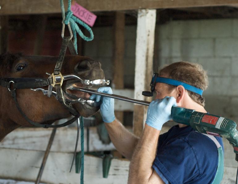 Equine Dentistry, Equine Veterinarian Calgary, Equine Veterinarian Saskatchewan, Equine Veterinarian Montréal, Equine Veterinarian Prince Edward Island