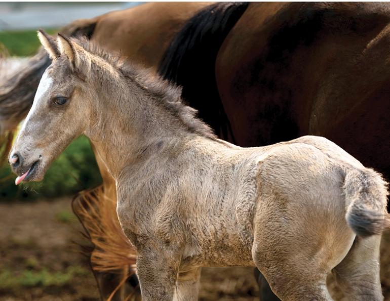 ojibwe spirit horses, bill sands indigenous, residential schools canada, lac la crois pony bloodlines, tj stables chatham ontario, ian kennedy