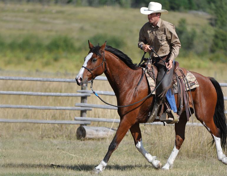 jonathan field, one rein riding for horses, bridleless, halter riding for horses, natural horsemanship, horse obstacle, bridleless canter for horses, bridleless trot for horses, bridleless walk for horses
