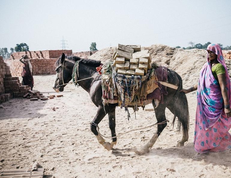 brooke usa, donkey sanctuary, spana, world horse welfare, brooke international, donkeys third world countries equine horses third world contries, horse welfare, equine welfare
