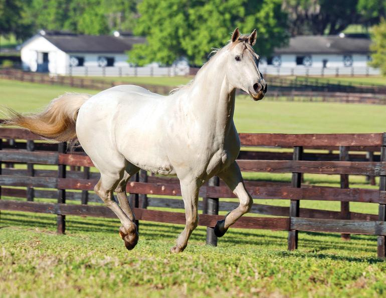 Dental health older horse, joint pain older horse, nutrition senior horse, gut health aging horse, ppid horses, cushing's disease horses, horse laminitis, ems equine metabolic syndrome, eye health old horse, exercising senior horse, signs horse is getting old