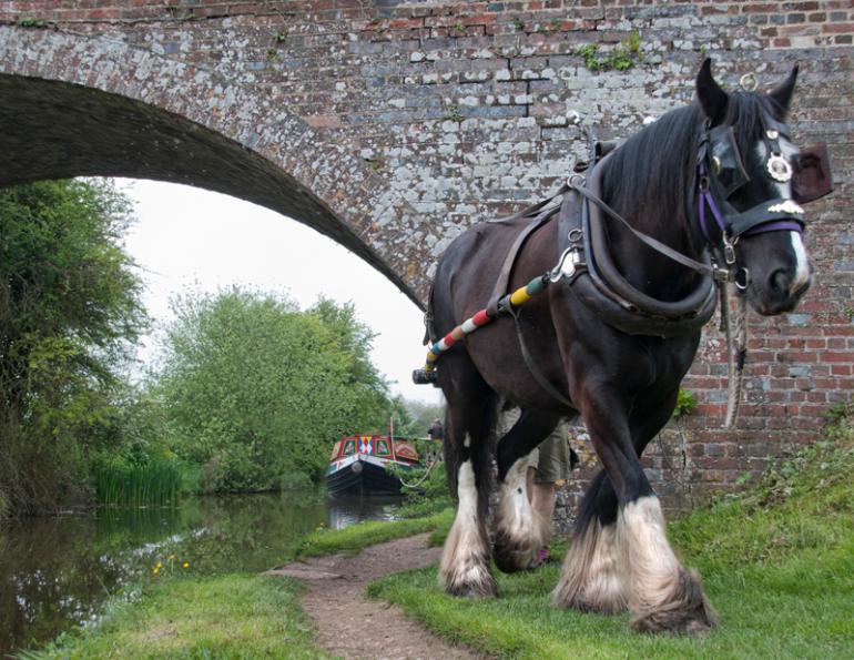 working horses, barge horses, jobs with horses, horses with jobs, margaret evans horse