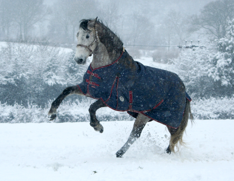 horse blanket shopping, measuring for horse blanket, should i blanket my horse, how to blanket my horse, buying a horse blanket
