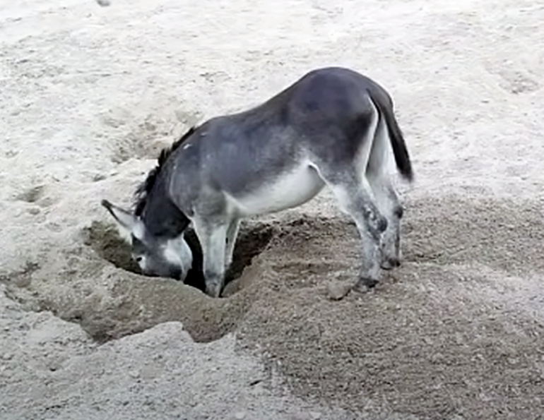 horses dig wells, donkeys well digging, equine science update, horses environmental