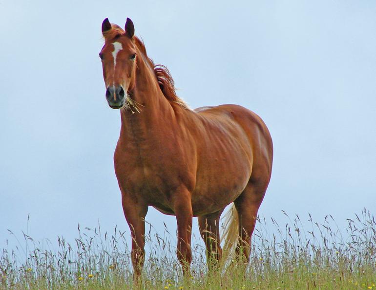  Feeding Horse’s Body Condition Dr. Wendy Pearson my horse is too fat my horse is too thin equine obesity equine malnutrition