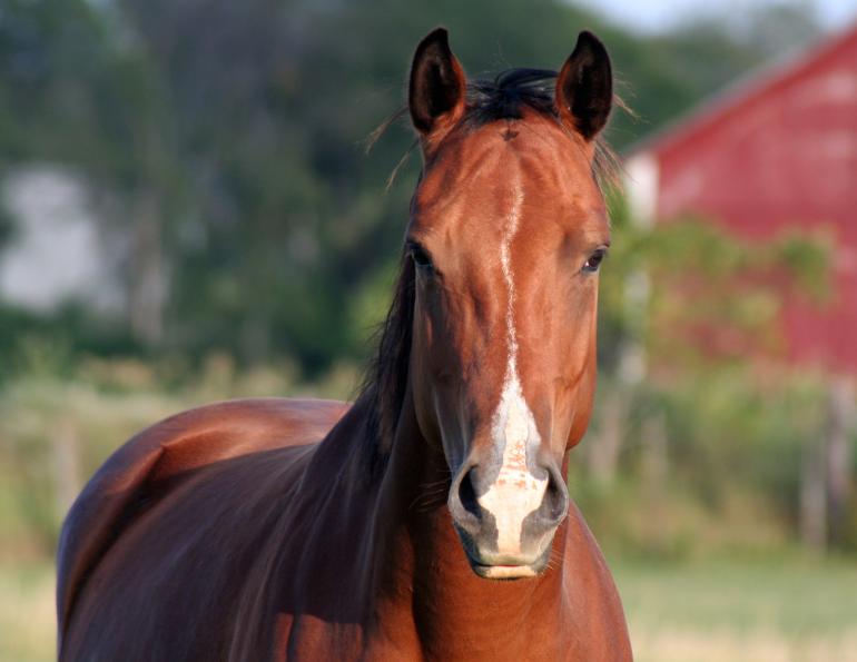 horse stem cell, equine stem cell, university of edinburgh, roslin institute