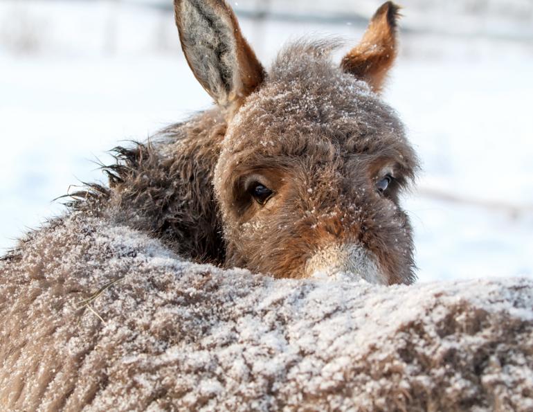 donkeys in the cold, how to keep donkeys warm, keeping horses warm, keeping equines warm