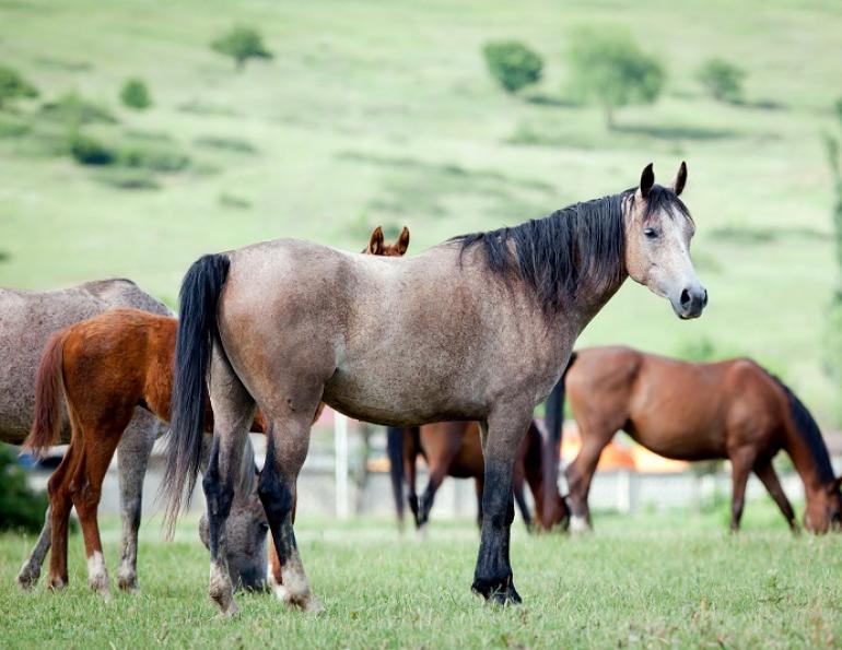 how to deworm horse, why deworm horse, equine intestinal parasites, horse intestinal parasites, horse worms equine parasites horse dr. wendy pearson, herbs for horses