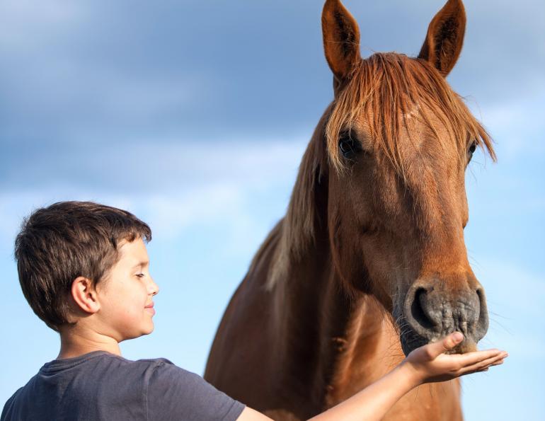 horses children, horses kids, equine therapy, horse therapy, Washington State University, National Institutes of Health, Sue Jacobson, Phyllis Erdman horses children, horses kids, equine therapy, horse therapy, Washington State University, National Institutes of Health, Sue Jacobson, Phyllis Erdman