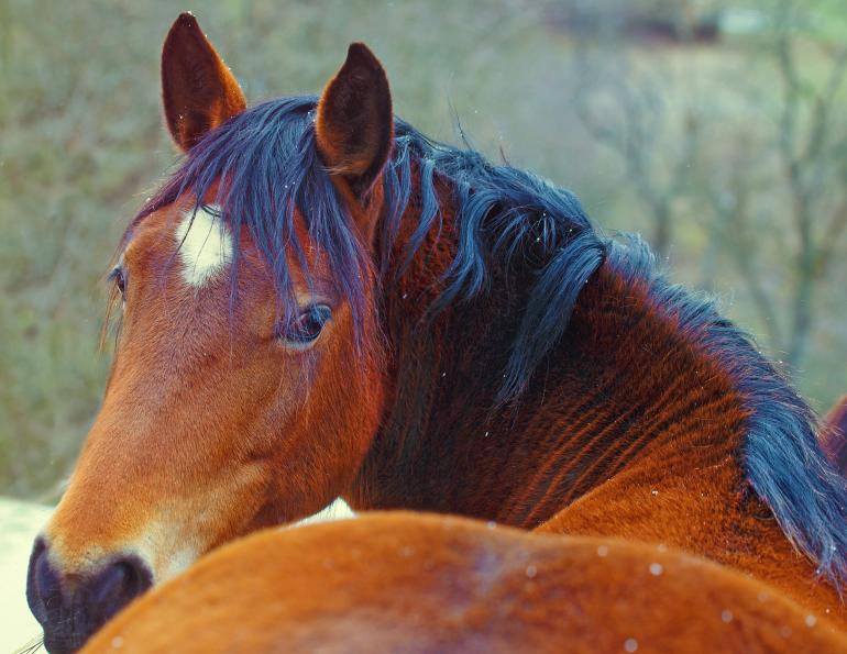 horse resolutions, horse new year, horse new year resolutions, Canadian horse, horse journal, Canadian Horse Journal, horse Canada, horse sport, horse fun, horse joke, horsemanship