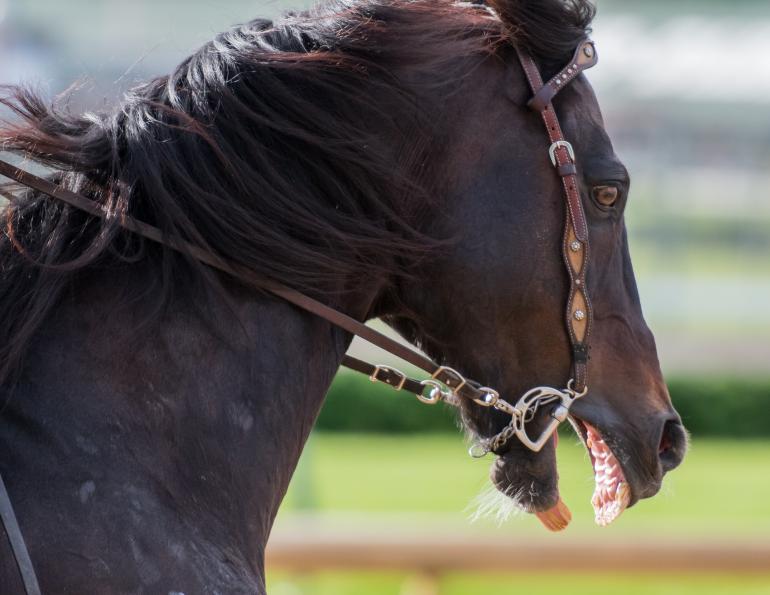 horses bits and breathing, david mellor massey university, equine breathing exercise, equine guelph horse portal