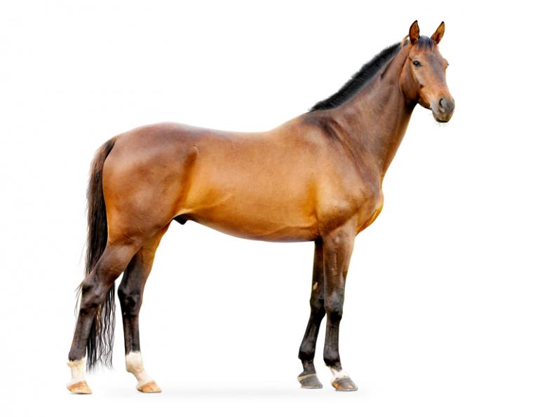 Lynne Gunville, Dr. Trisha Dowling, horse conformation, horse balance, horse angulation, horse care, horse built for job