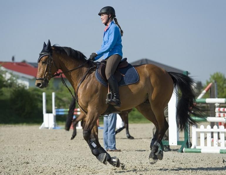 lori k. warren, fit horse, horse fitness, horse conditioning, horse schooling, equine conditioning, equine schooling, equine fitness, fit equine, equine interval, equine gymnastics, horse gymnastics, horse strength, equine strength