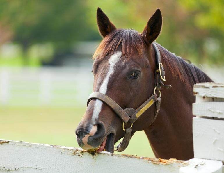horse diet behaviour, equine diet behaviour, horse cribbing, horse wind sucking, wood chewing horses, horse feed sugar, horse feed starch