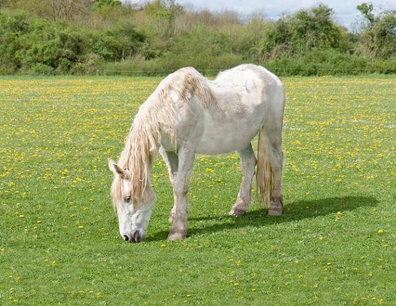 equine guelph, Senior Horse Challenge, Equine Metabolic Syndrome, EMS, Pituitary Pars Intermedia Dysfunction, PPID, Cushing’s Disease, Laminitis