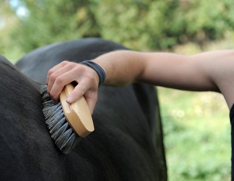 hay wisp, horse grooming, stain horse, equine grooming, horse coat, equine coat, horse shedding, curry comb, horse tail rubbing, thin horse tail, horse sheath